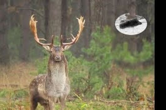 Fallow deer rut - how to call in fallow stag