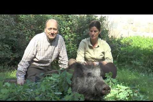 Erste Sau bei gutem Licht erlegt! Wildboar downed by daylight!