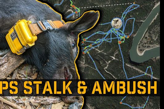 GPS Tracking Feral Hogs, and  ambushing them where they sleep! | Judas Hog/Pig