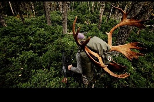 Crawling Up to a Woodland Caribou with a Bow