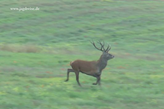 Der Hirsch im Sonnenaufgang im Herzen von Masuren  - Jagd zur Hirschbrunft in Polen / Masuren