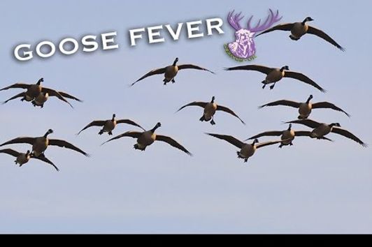 GOOSE FEVER!