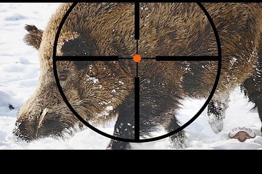 Hunting Wild Boar Poland 2017