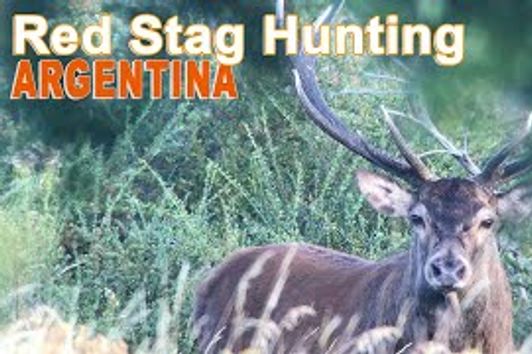 Red Stag Hunting (chasse) In Argentina - Patagonia with Ovini Expeditions