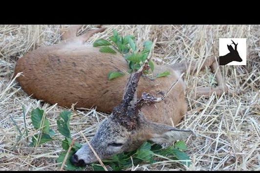 Hunting big malform roebuck - Polowanie na myłkusa - Abnormer Rehbock