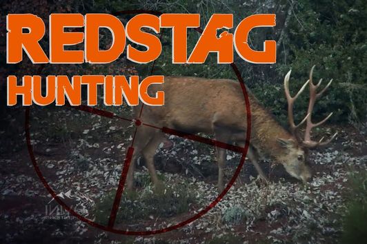 RED STAG HUNTING (chasse) IN FRENCH ALPS 1/2  . 2018