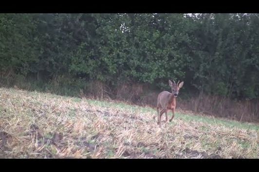 Mit mir im Revier- Blattjagd 4 Böcke!