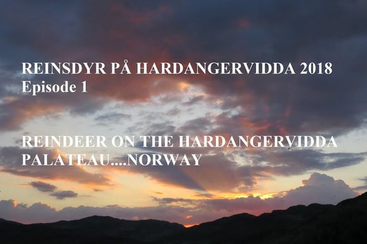 Reinsdyr på Hardangervidda 2018/Reindeer on the Hardangervidda plateau