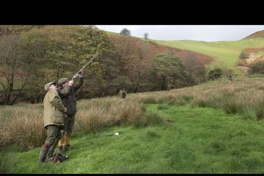 Fasanenjagd in Wales