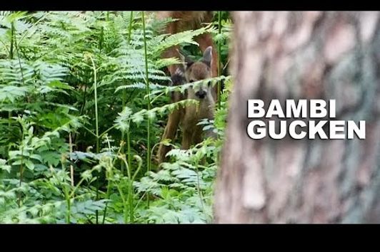 Bambi gucken