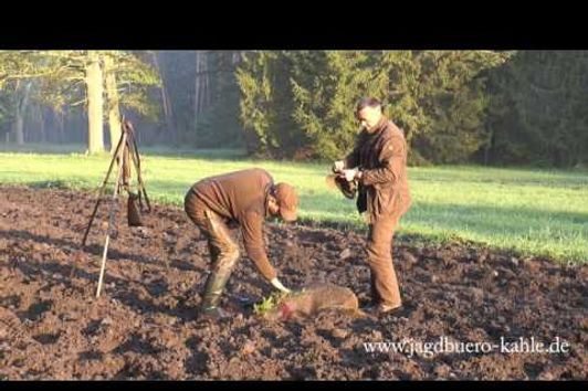 Masuren - Sau am Tage erlegt! Mazury - Wildboar downed by daylight!!