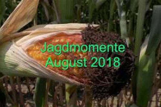 Jagdmomente im August 2018 - Hunting Moments in August