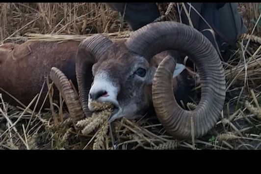 Pirsch auf einen Goldmedalien Widder in Brandenburg / stalk for a gold medal mouflon