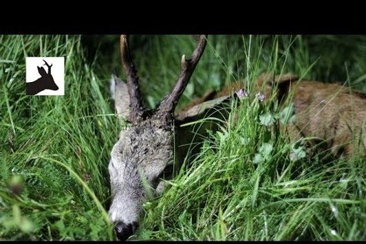 Roebuck called in during the rut - Polowanie na rogacza na wab w czasie rui - Blattjagd 2017 -