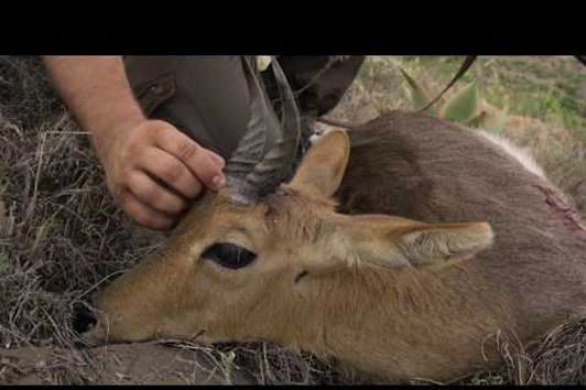 Jagd auf Bergriedböcke in der Karoo