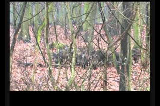 Gyulaj Wild Boar Driven Hunt Compilation