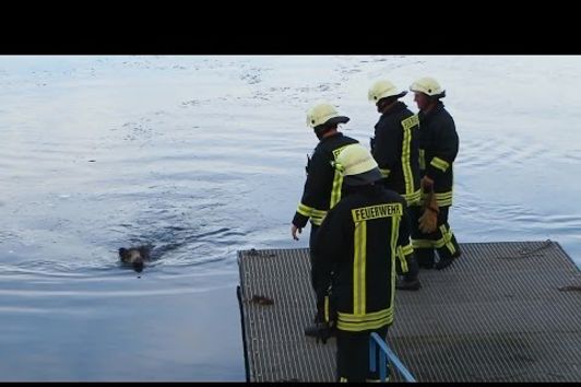 Mehrere Wildschweine aus Auensee gerettet Leipzig-Wahren [09.01.2016]