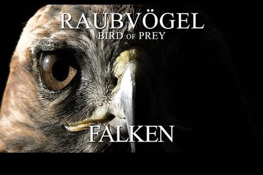 Raubvögel - Falken (2012) [Dokumentation] | Film (deutsch)