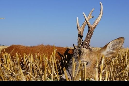 Roe buck hunting in Poland - rut (www.ultimatehunting.eu) Bukkejagt  Polen