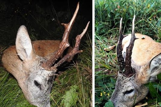 Roebuck hunting during the rut / Polowanie na rogacze podczas rui