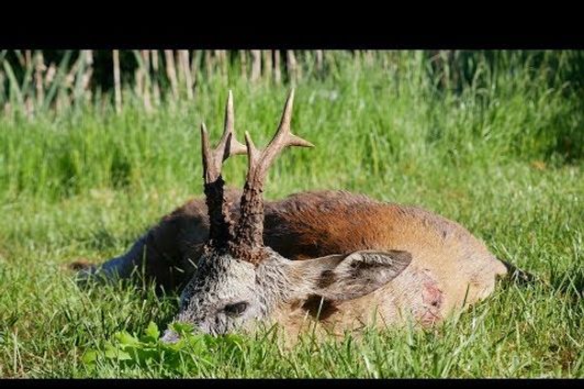 Viele starke Böcke zum Aufgang der Bockjagd - spannende Jagdszenen - Verlosung des Gewinnspiels