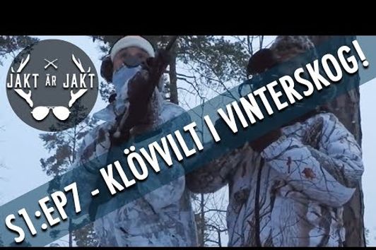 Drevjakt på klövvilt i vinterskog