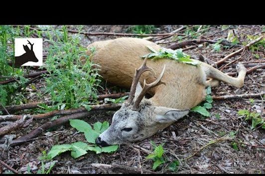 Roebuck stalking - Polowanie na kozła - Rehbockjagd - Chasse brocard