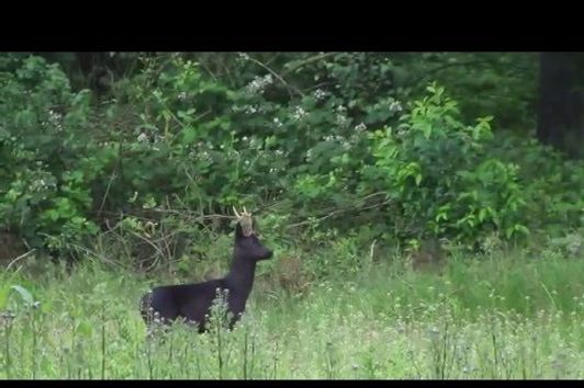 Max Hunt hunting Black Roe Buck in Germany, German and English version.