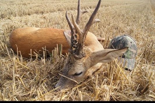 Roe buck hunting in Poland with Ultimate Hunting