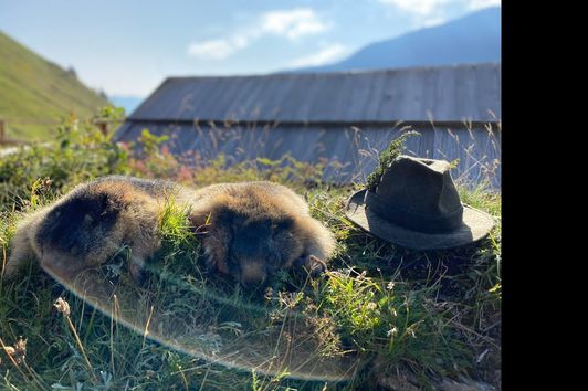 Murmeljagd in den schönen Mölltaler Alpen