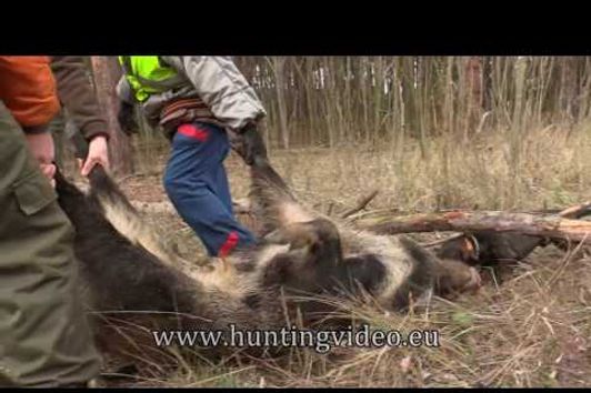 Drivenhunt in Hungary 2016