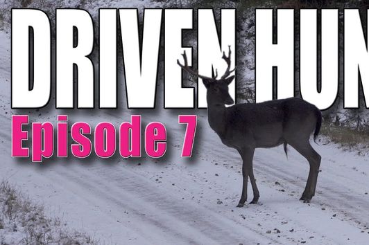 Driven Hunt Episode 7 - Deer & Wild boar in Östergötland - Drückjagd - Drevjakt - Battue