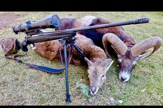 Muffeljagd Februar 2017/ Slovenian Mouflon Sheep Hunt