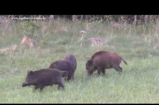 Sau und Rehbock erlegt - Teil 3! Wildboar and roebuck hunting - Part 3!