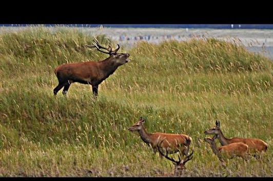 Rotwild Brunft am Darsser Ort. Deer Rattles at Darss place.