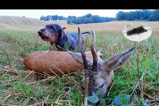 Roebuck hunting in rut - how to call roebucks