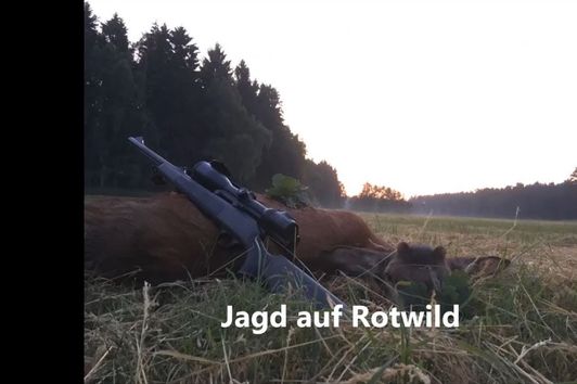 Jagd auf Rotwild 2018