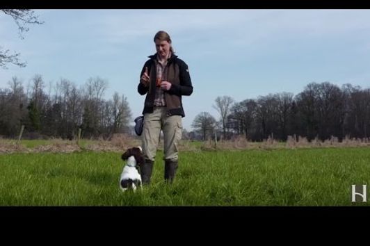 Basisausbildung für den brauchbaren Jagdhund: "Bleib!"