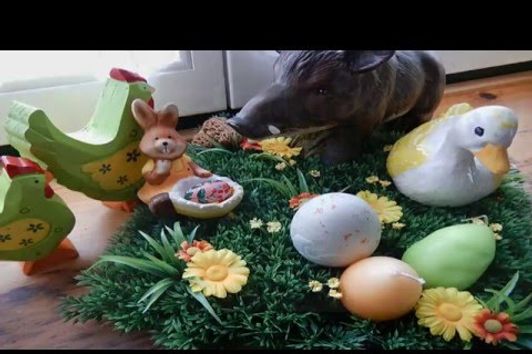 Frohe Ostern - Happy Easter..