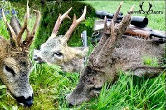 🦌Bockjagd im Frühling / Spring roebucks