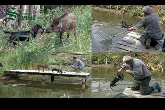 Hunting dog goes fishing - Dackel auf den Fischfang