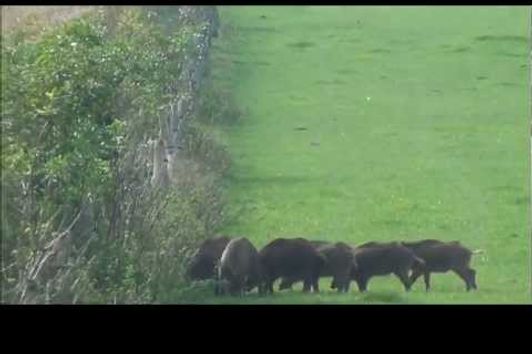 Wildschweine beim Maishäckseln, Sauen. Schwarzwildfieber,  Wild Boar, Schweinerei,