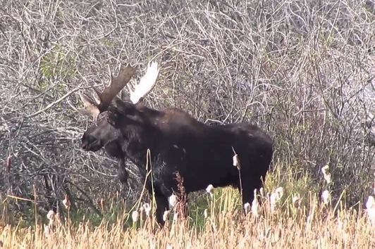 Saskatchewan Bull Moose - Thanksgiving 2012