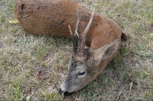 FRANCE ROE BUCK (Chevreuil) 2014 HUNTING (chasse) SEASON by SELADANG