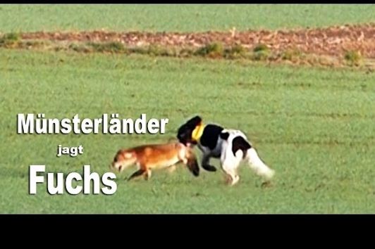 Münsterländer jagt Fuchs