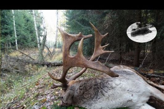 Amazing fallow stag hunting in the rut - Wunderbar Damhirsch gejagd Chasse daim Polowanie na daniele