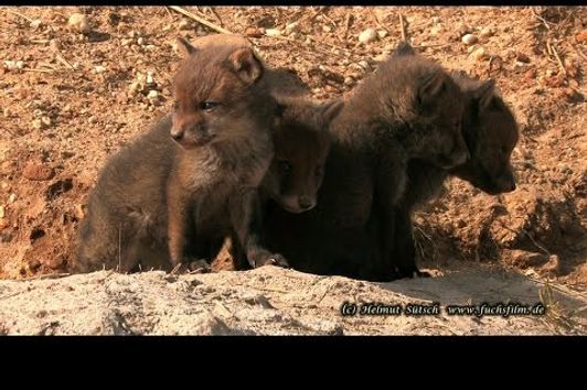 3 Wochen alte Fuchsbabys – Fox babies 3 weeks old