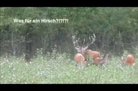 Starker Keiler bei bestem Licht und kapitaler Hirsch erlegt!