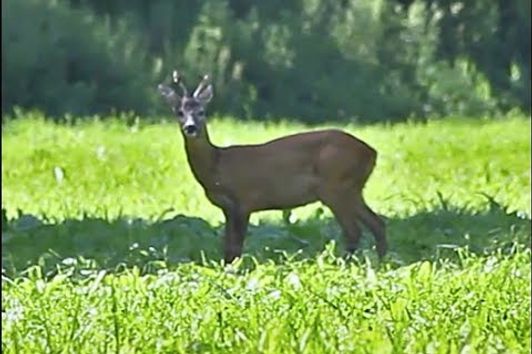 Roedeer hunt in Germany