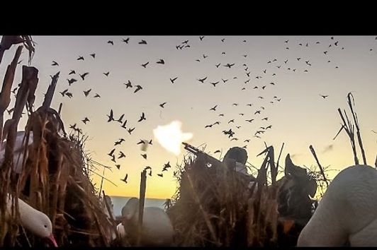 "First Crack": An Epic 3 Days of Snow Goose Hunting in Arkansas - Fowled Reality